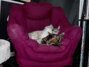 couple alphazack14 image #6079232